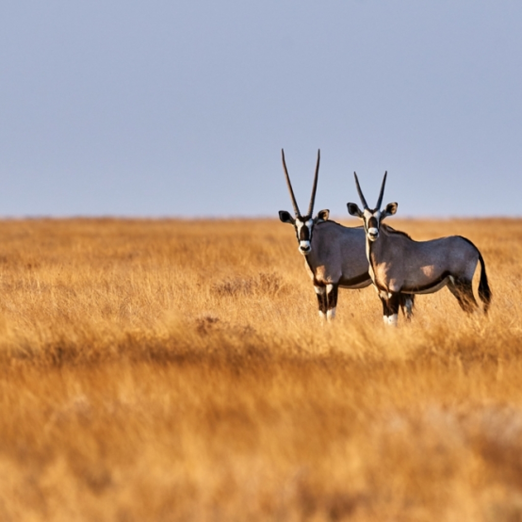 Tierwelt Botswanas